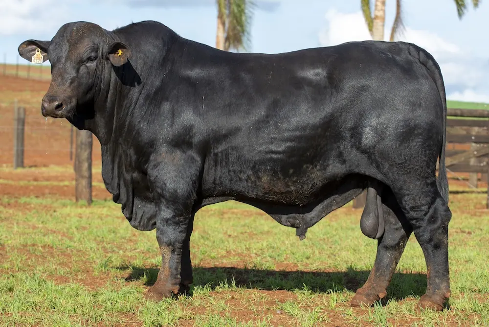 Touro Brangus BZ4120 FIV, lote 58 do 4º Leilão Genética Guapiara Touros