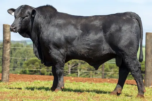 Touro Brangus BZ4124 FIV, Guapiara
