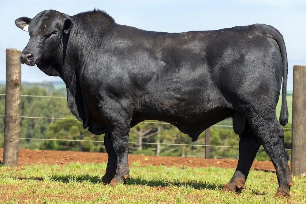 Touro Brangus BZ4124 FIV, lote 78 do 4º Leilão Genética Guapiara Touros