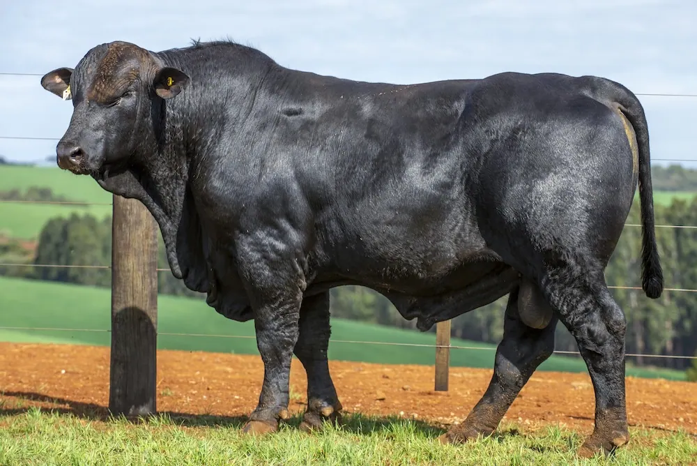 Touro Brangus BZ4129 FIV, lote 59 do 4º Leilão Genética Guapiara Touros