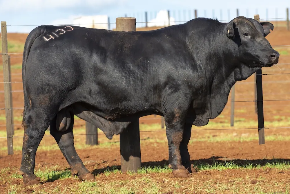 Touro Brangus BZ4133 FIV, lote 79 do 4º Leilão Genética Guapiara Touros