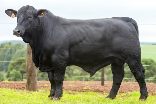 Touro Brangus BZ4135 FIV, Guapiara
