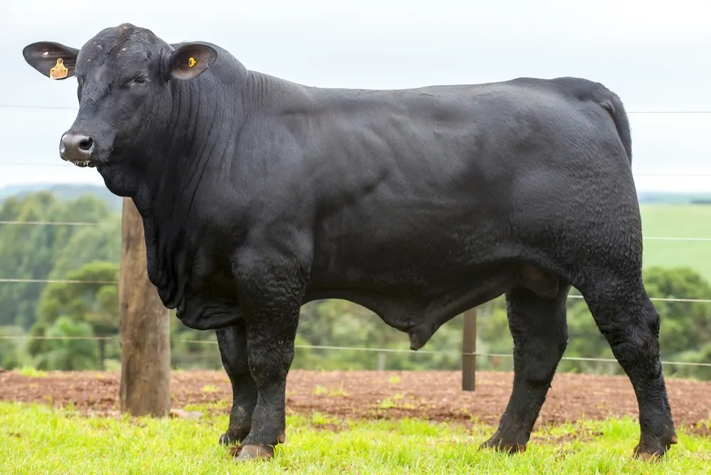 Touro Brangus BZ4135 FIV, lote 60 do 4º Leilão Genética Guapiara Touros