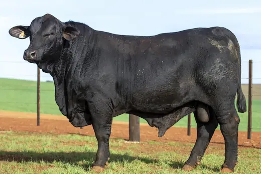 Touro Brangus BZ4137 FIV, Guapiara