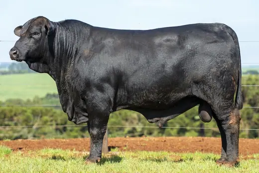 Touro Brangus BZ4139 FIV, Guapiara