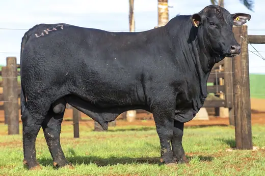 Touro Brangus BZ4147 FIV, Guapiara