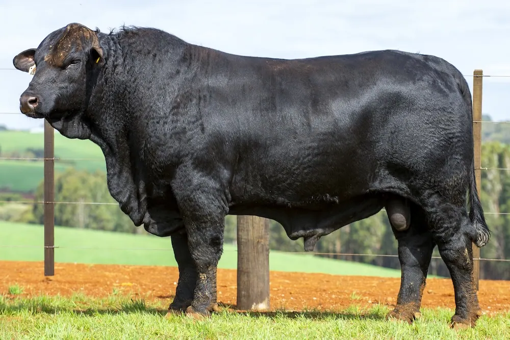 Touro Brangus BZ4158 FIV, lote 85 do 4º Leilão Genética Guapiara Touros