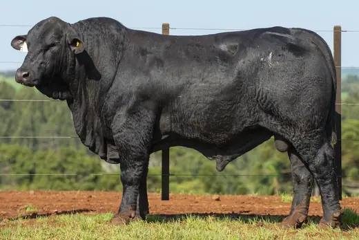 Touro Brangus BZ4159 FIV, Guapiara
