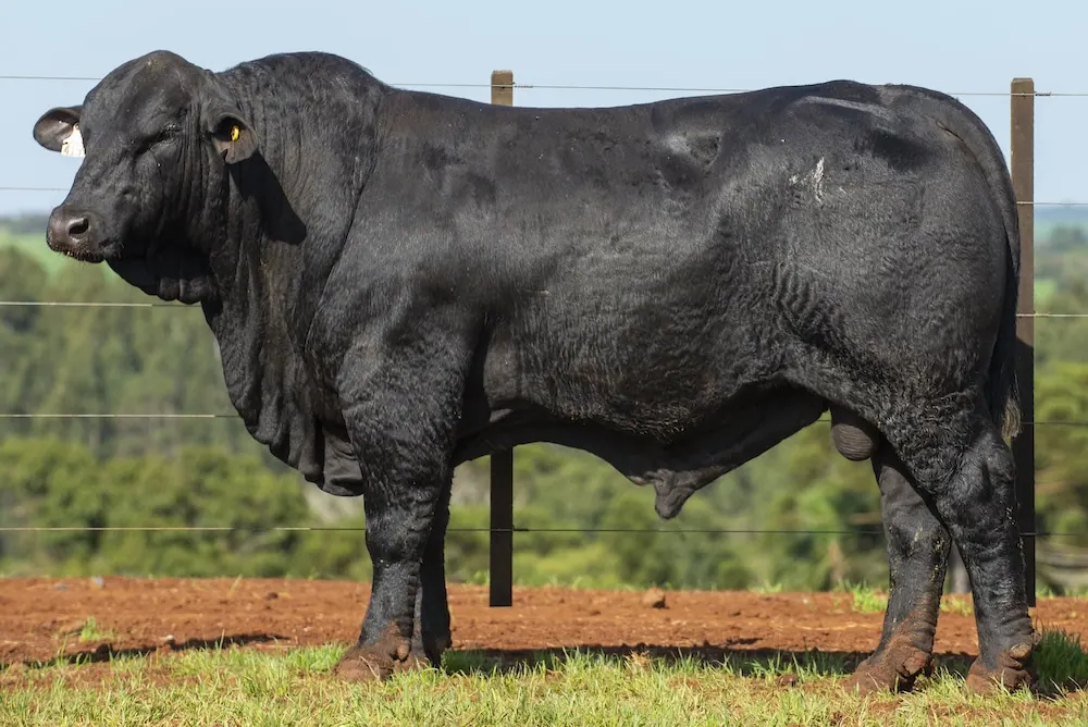 Touro Brangus BZ4159 FIV, lote 86 do 4º Leilão Genética Guapiara Touros
