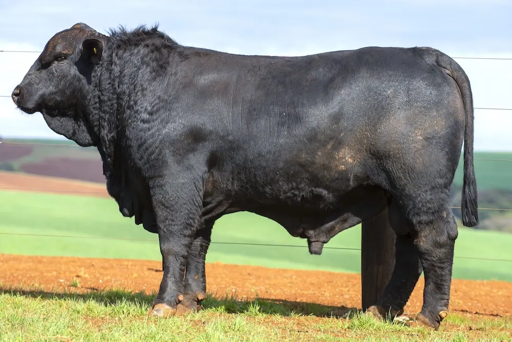 Touro Brangus BZ4160 FIV, lote 87 do 4º Leilão Genética Guapiara Touros