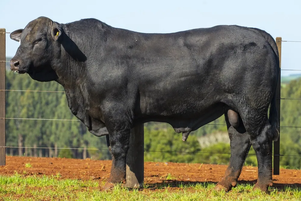 Touro Brangus BZ4170 FIV, lote 88 do 4º Leilão Genética Guapiara Touros