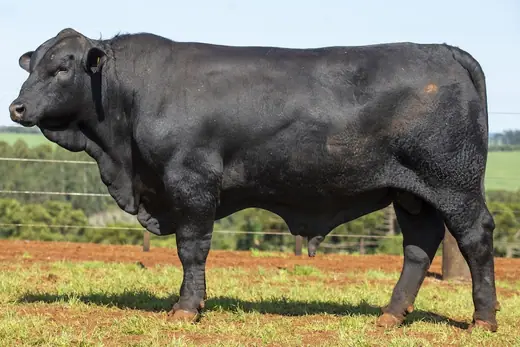 Touro Brangus BZ4171 FIV, Guapiara