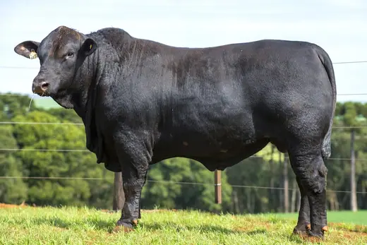 Touro Brangus BZ4174 TE, Guapiara