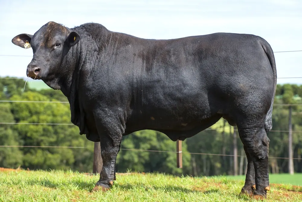 Touro Brangus BZ4174 TE, lote 62 do 4º Leilão Genética Guapiara Touros