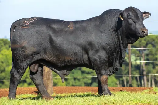 Touro Brangus BZ4201 TE, Guapiara