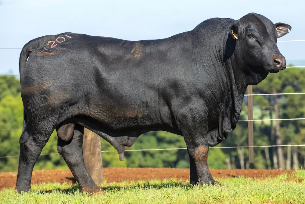 Touro Brangus BZ4201 TE, lote 89 do 4º Leilão Genética Guapiara Touros