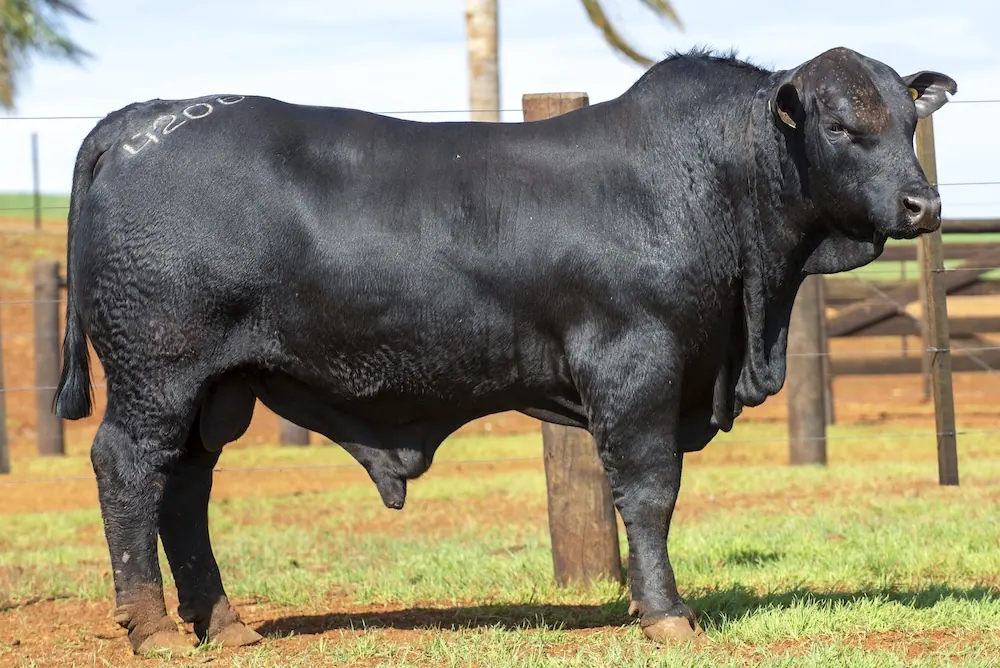 Touro Brangus BZ4206, lote 90 do 4º Leilão Genética Guapiara Touros