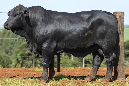 Touro Brangus BZ4222, Guapiara