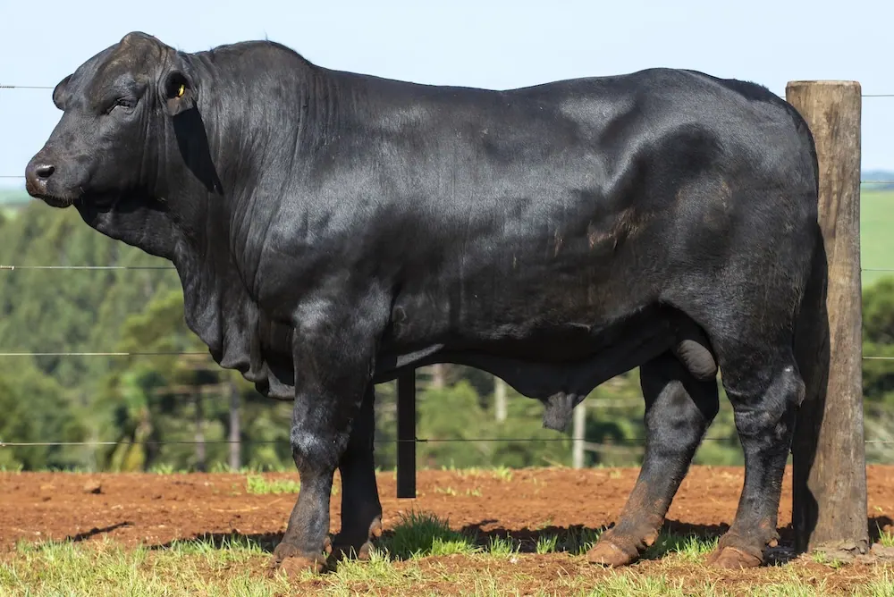Touro Brangus BZ4222, lote 63 do 4º Leilão Genética Guapiara Touros