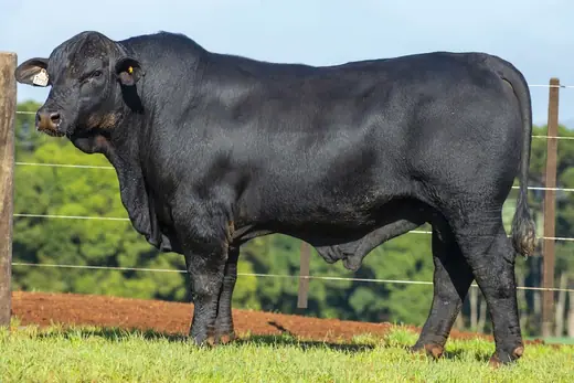 Touro Brangus BZ4228 TE, Guapiara