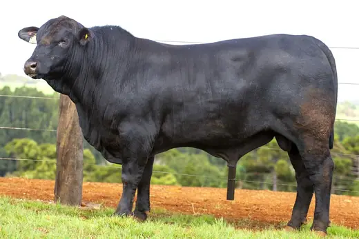 Touro Brangus BZ4235, Guapiara