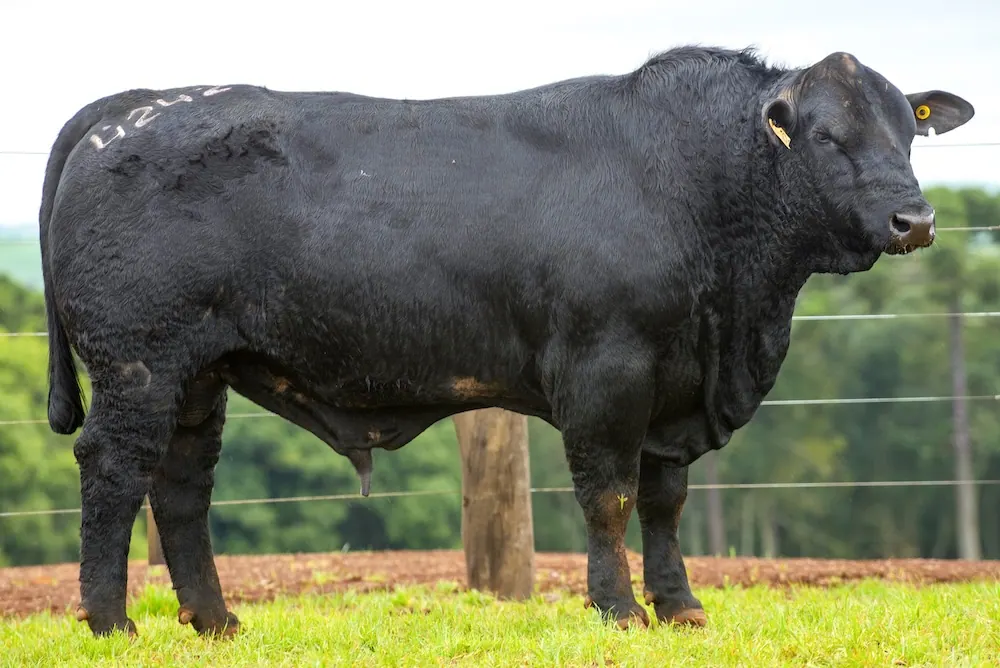 Touro Brangus BZ4242 FIV, lote 93 do 4º Leilão Genética Guapiara Touros
