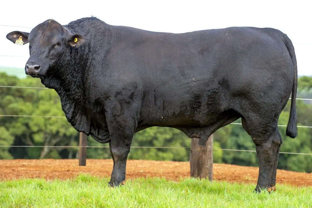 Touro Brangus BZ4248 FIV, lote 96 do 4º Leilão Genética Guapiara Touros