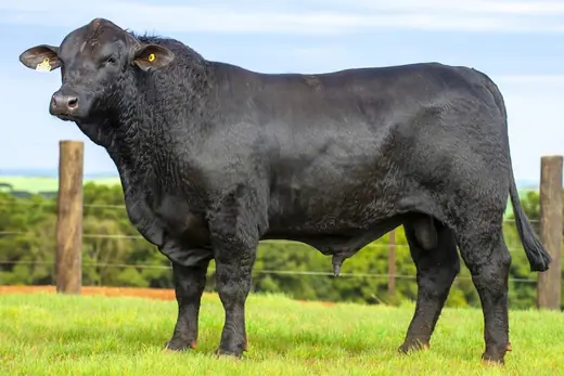 Touro Brangus BZ4251 FIV, Guapiara