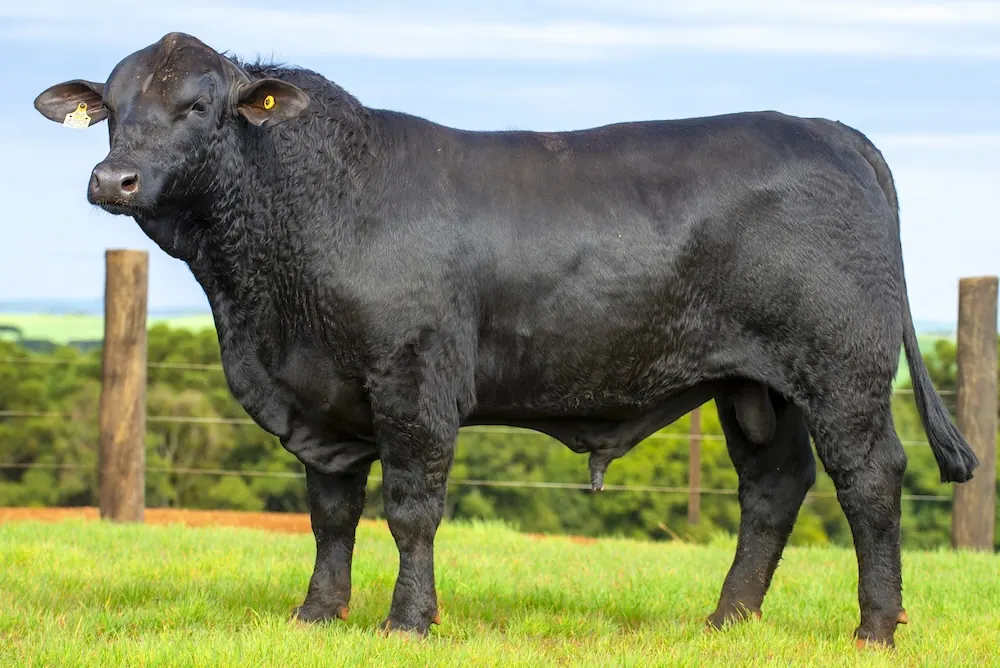 Touro Brangus BZ4251 FIV, lote 97 do 4º Leilão Genética Guapiara Touros