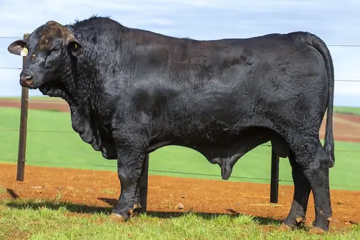 Touro Brangus BZ4254 FIV, Guapiara