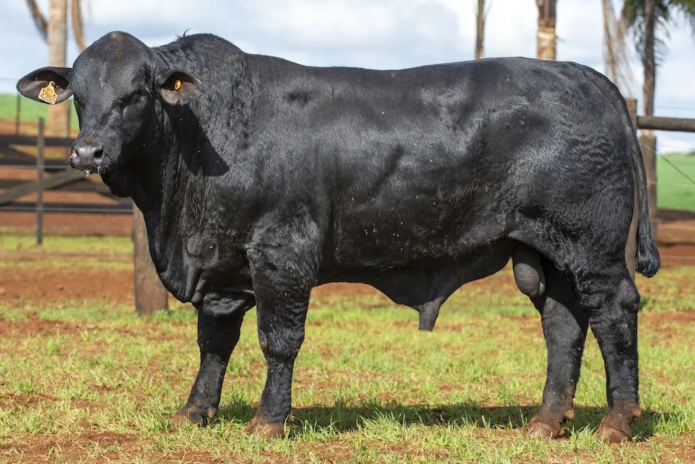 Touro Brangus BZ4255 FIV, lote 100 do 4º Leilão Genética Guapiara Touros