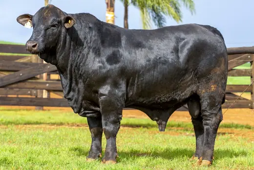 Touro Brangus BZ4256, Guapiara