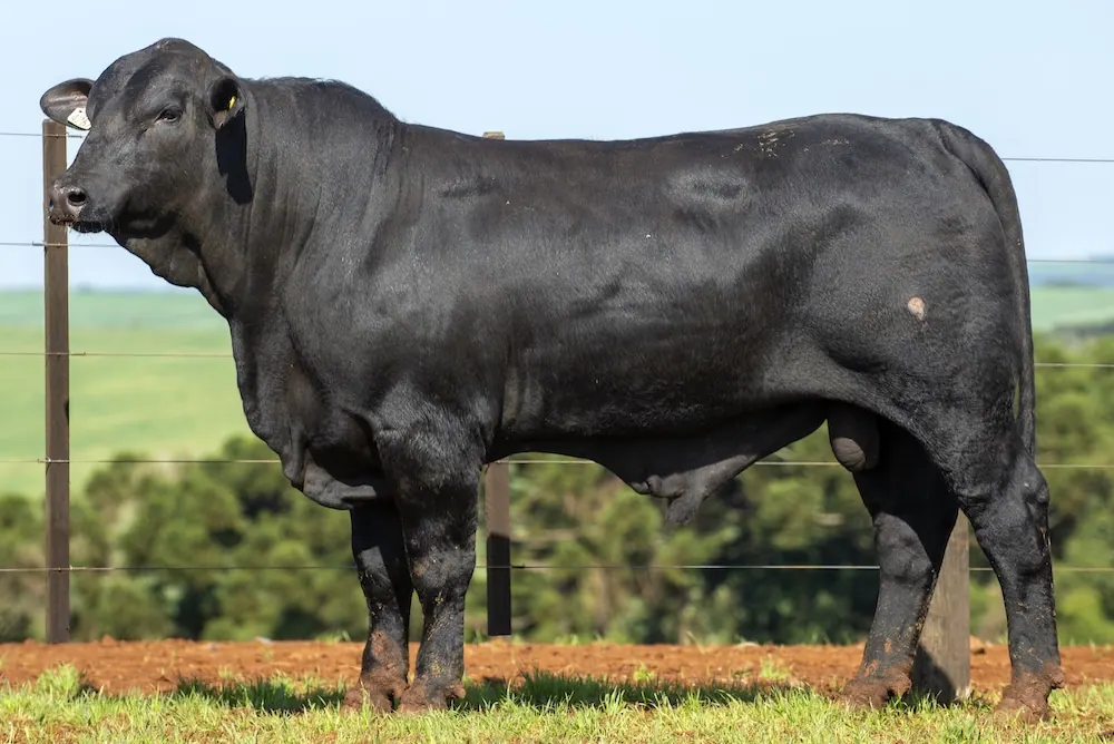 Touro Brangus BZ4267 FIV, lote 102 do 4º Leilão Genética Guapiara Touros