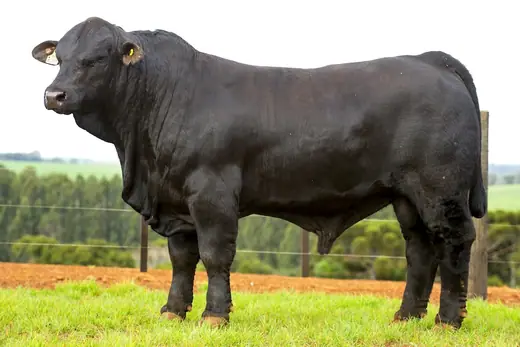Touro Brangus BZ4281, Guapiara