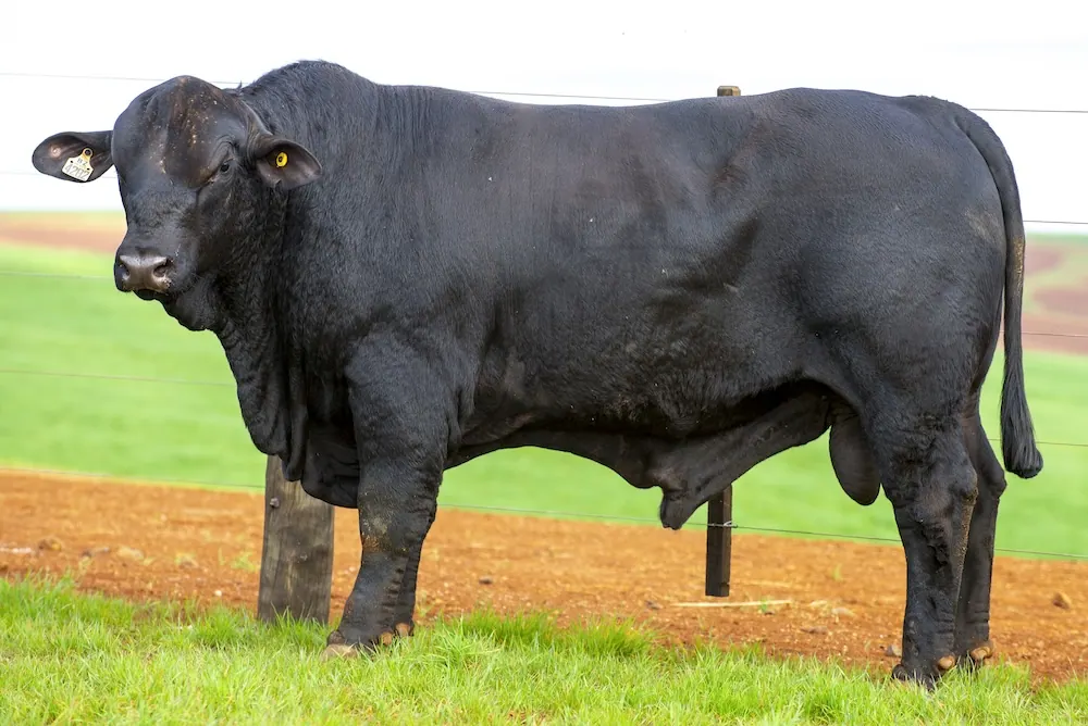 Touro Brangus BZ4282, lote 105 do 4º Leilão Genética Guapiara Touros