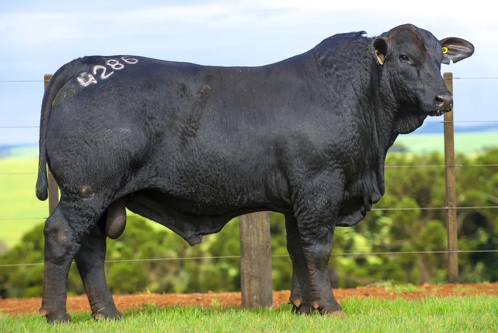 Touro Brangus BZ4286 FIV, lote 106 do 4º Leilão Genética Guapiara Touros