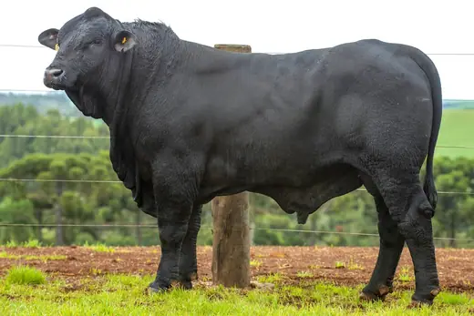 Touro Brangus BZ4292, Guapiara