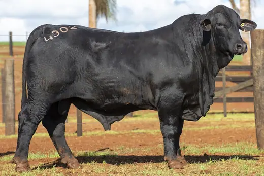 Touro Brangus BZ4302 FIV, Guapiara