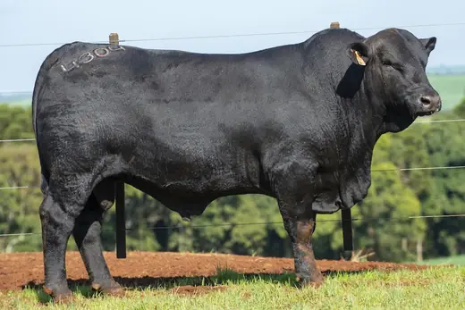 Touro Brangus BZ4304 FIV, Guapiara