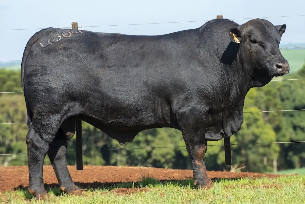 Touro Brangus BZ4304 FIV, lote 110 do 4º Leilão Genética Guapiara Touros
