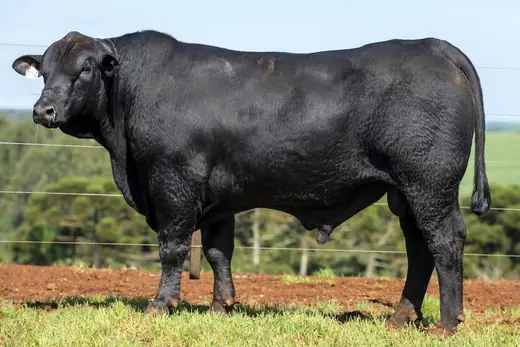 Touro Brangus BZ4306, Guapiara