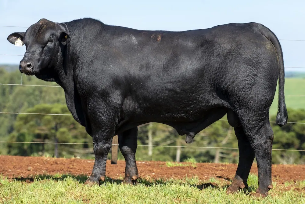 Touro Brangus BZ4306, lote 111 do 4º Leilão Genética Guapiara Touros