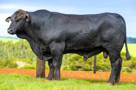 Touro Brangus BZ4321, Guapiara