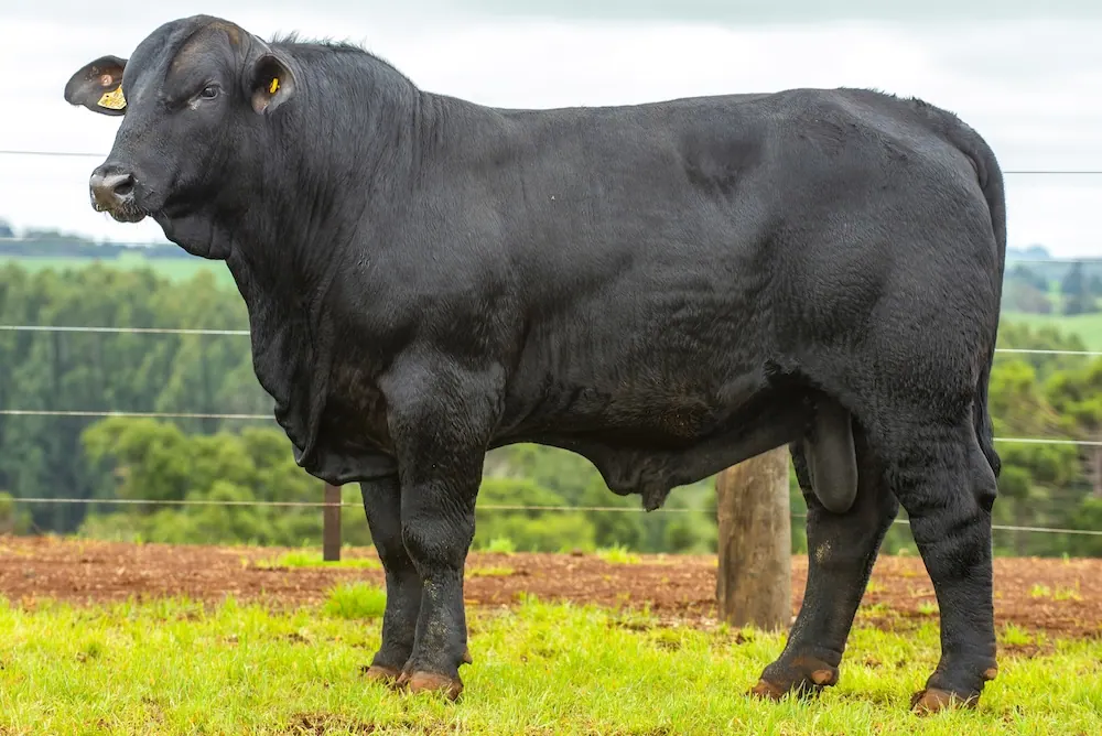 Touro Brangus BZ4324 FIV, lote 113 do 4º Leilão Genética Guapiara Touros
