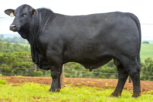 Touro Brangus BZ4334 FIV, Guapiara