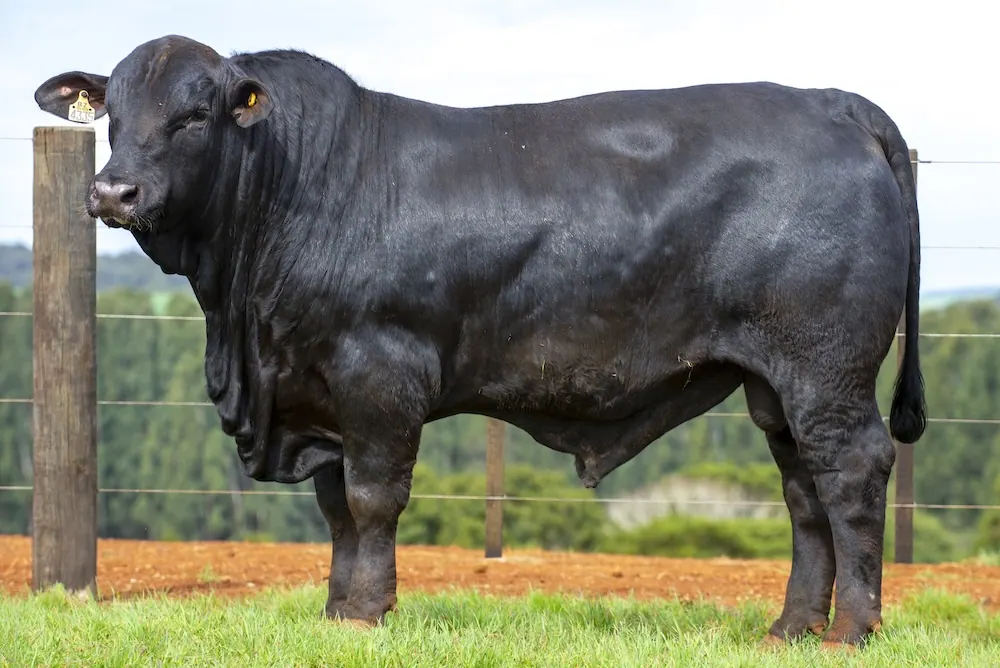 Touro Brangus BZ4335 FIV, lote 116 do 4º Leilão Genética Guapiara Touros