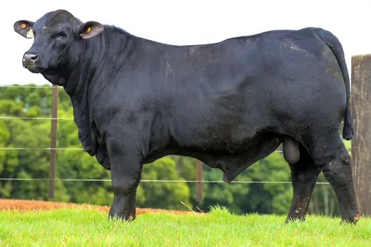 Touro Brangus BZ4341 FIV, Guapiara