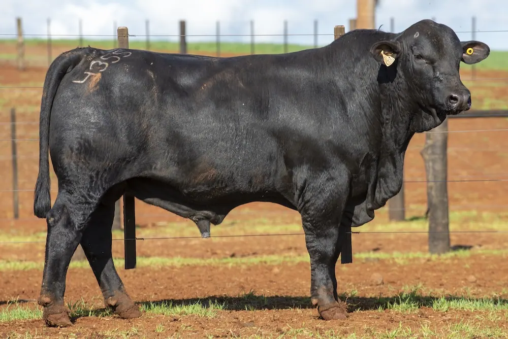 Touro Brangus BZ4355, lote 118 do 4º Leilão Genética Guapiara Touros