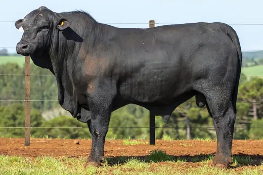 Touro Brangus BZ4378, Guapiara