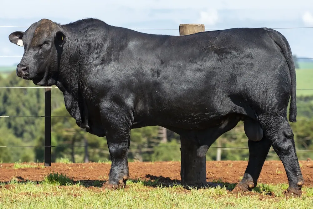 Touro Brangus BZ4380 FIV, lote 120 do 4º Leilão Genética Guapiara Touros